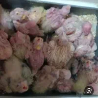 جوجه عروس هلندی سرلاکی