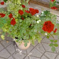 گل و گیاه
