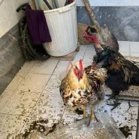 خروس محلی شمال