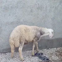 ۳ تا مال برای داشتی یا کشتاری|حیوانات مزرعه|گرگان, |دیوار