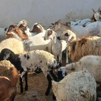 کهره گیسه بز خود بندرعباس با قصابی رایگان|حیوانات مزرعه|بندرعباس, |دیوار