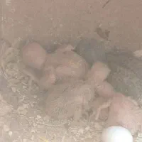 طوطی برزیلی کوتوله برزیلی