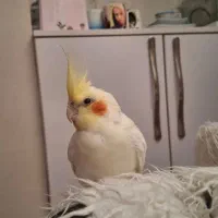 عروس هلندی لوتینو دستی