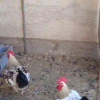 خروس|حیوانات مزرعه|شیراز, شاهجیان|دیوار