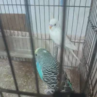 مرغ عشق انگلیسی