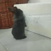 خرگوش لوپ