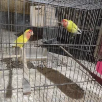 عروس وطوطی شوش دانیال|پرنده|شوش, |دیوار