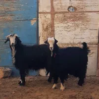 بزغاله و چپش  میش بره بز