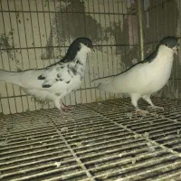 جفت یال شهری میمند|پرنده|میمند, |دیوار