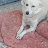 واگذاری سگ اشپیتز|سگ|فسا, |دیوار