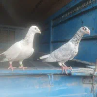 کفتر سرور سار