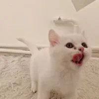 گربه مادر و پسر دختر پرشین و بریتیش|گربه|تبریز, |دیوار