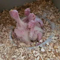 طوطی عروس هلندی|پرنده|سیدان, |دیوار