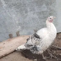 بوقلمون نر و ماده|حیوانات مزرعه|گنبد کاووس, |دیوار