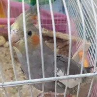 جوجه عروس هلندی