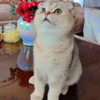 گربه نر اماده برای جفتگیری