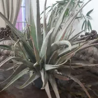 آلوئه ورا|گل و گیاه طبیعی|لاهیجان, گلستان|دیوار