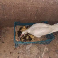 جوجه اردک روسی زیر پر دراومده