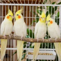 عروس هلندی