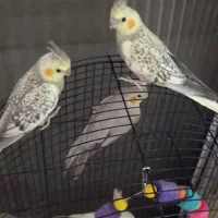 عروس گل باقالی