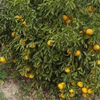باغچه ۲هزار متری در  خیراباد کرونی روبروی پمپ گاز|فروش دفتر صنعتی، کشاورزی، تجاری|کازرون, |دیوار
