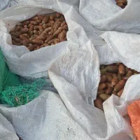 بلوط جهت فروش موجود میباشد