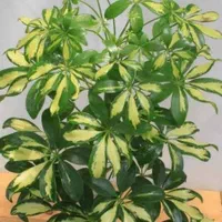 گل شفلرا ابلق و سبز|گل و گیاه طبیعی|تبریز, |دیوار