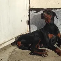 دوبرمن  آمریکایی|سگ|گنبد کاووس, |دیوار