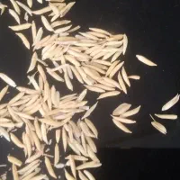 بذر شالی فجر درجه یک