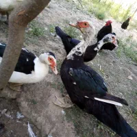 اردک اسرایئلی