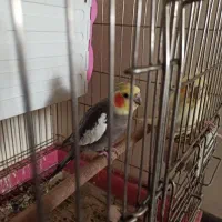 یه جفت عروس هلندی با جوجه|پرنده|شیراز, ابیوردی|دیوار