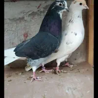 کبوتر|پرنده|نشتارود, |دیوار