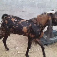 پازن تکاوری|حیوانات مزرعه|لامرد, |دیوار