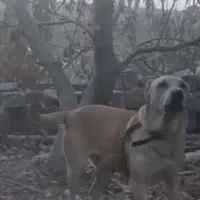 واگذاری ماده سگ سرابی اصیل ۲ساله|سگ|مشگین شهر, |دیوار