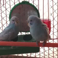 مرغ عشق معاوضه با کفتر