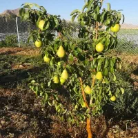 نهال گلابی بیروتی ، درخت گلابی بیروتی ، نهالستان|گل و گیاه طبیعی|مشهد, خواجه ربیع|دیوار