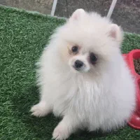 واگذاری توله پامر خرسی پیکاپ پودل مینیاتوری