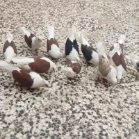 8تا دوبال مهر ماکلی|پرنده|مینودشت, |دیوار