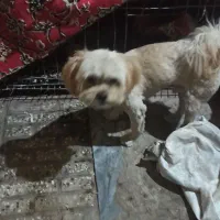 سگ پاکوتاه|سگ|گرگان, |دیوار