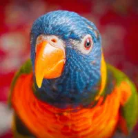 طوطی لوری لوریکیت