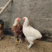 خروس برهما|حیوانات مزرعه|مشهد, شهید معقول|دیوار