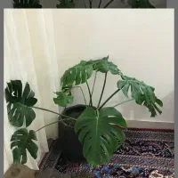 گل برگ انجیری