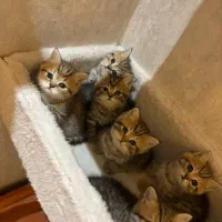 گلد و بلک‌گلد و بلو