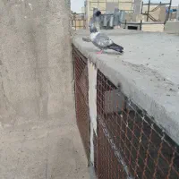 کفتر کلاغ طوقی|پرنده|مشهد, کوشش|دیوار