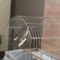 مینای سخن گو وباهوش