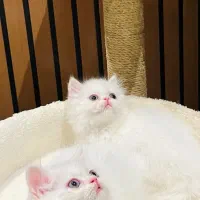 گربه های پرشین و بریتیش اصیل|گربه|نوشهر, |دیوار