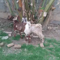 بز .بزغاله .گوسفند|حیوانات مزرعه|سیمین شهر, |دیوار