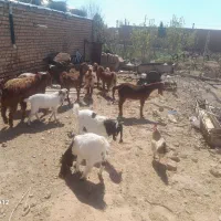 بزگوش دراز ۱۰عدد