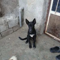 سگ مالینیوزبلک|سگ|قشم, |دیوار