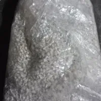 بذرقارچ دکمه ای